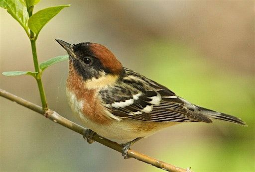 Autumn Migration Bird Hike