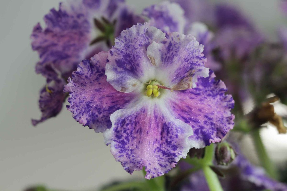 African Violet Spring Plant Sale