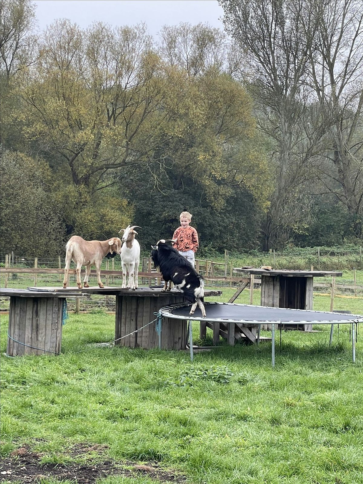 Gee gees ranch & rescue holiday club