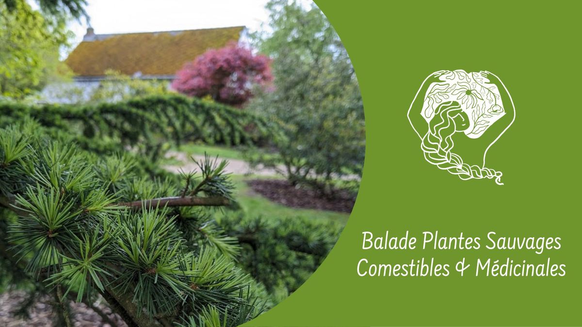 Balade Plantes Sauvages Comestibles & M\u00e9dicinales