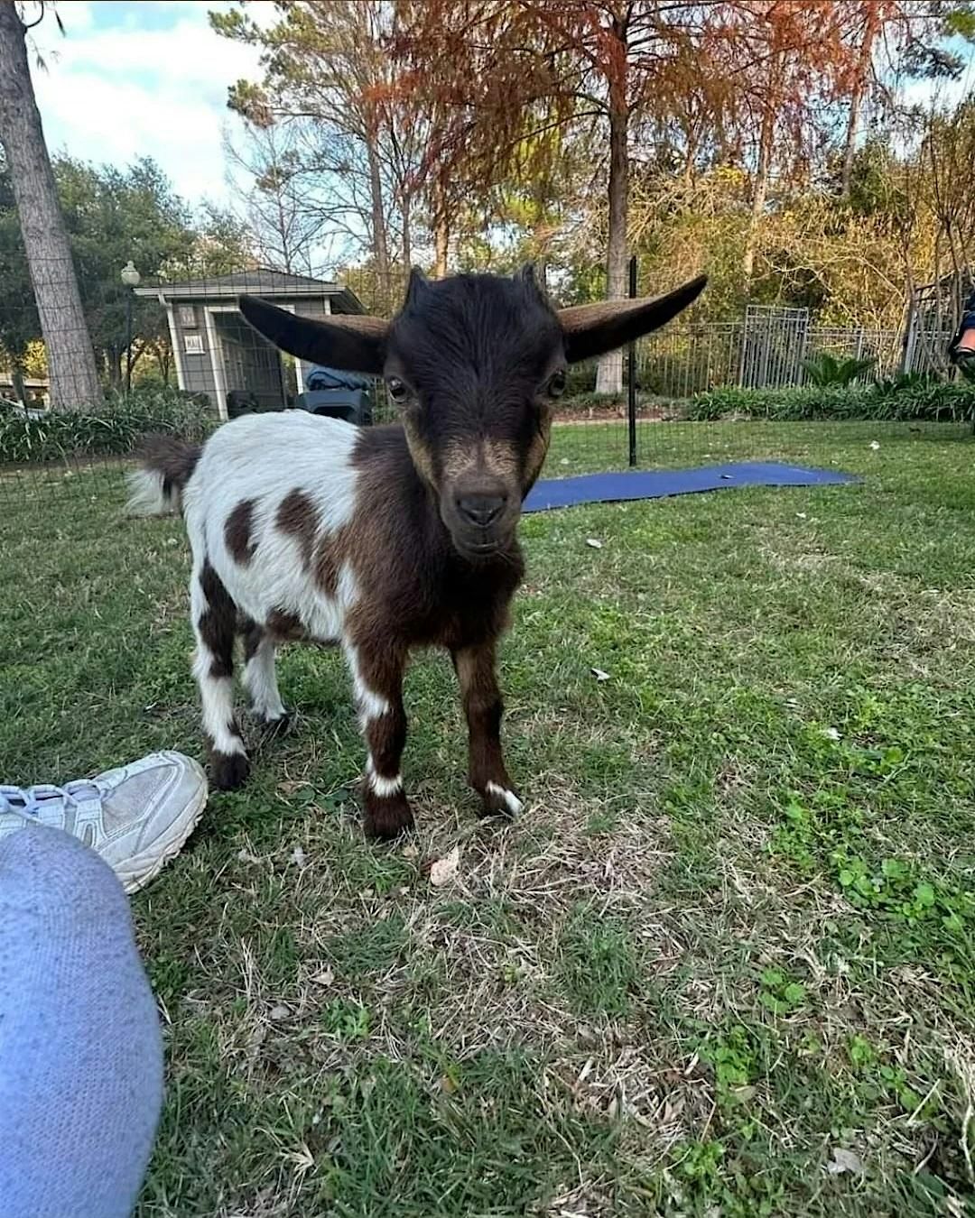 Goat Yoga Houston At Center Court Pizza&Brew Friendswood November 23rd 10AM