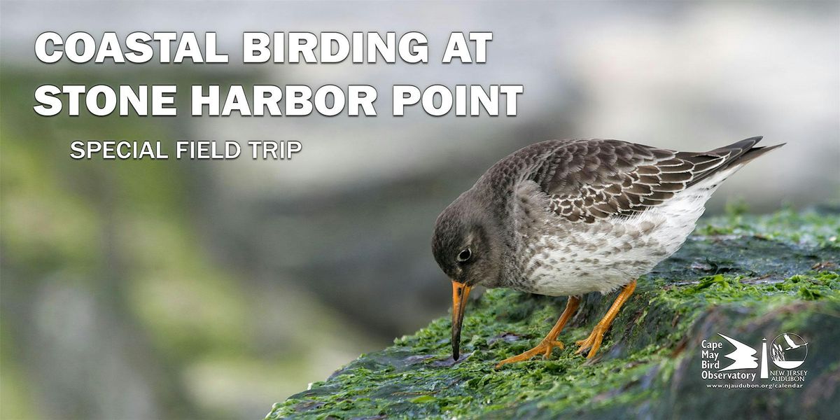 Coastal Birding at Stone Harbor Point