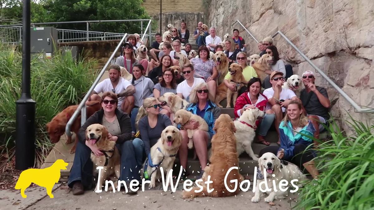 Golden Retriever Meetup Sunday 26 May at Callan Park in the heart of Sydney