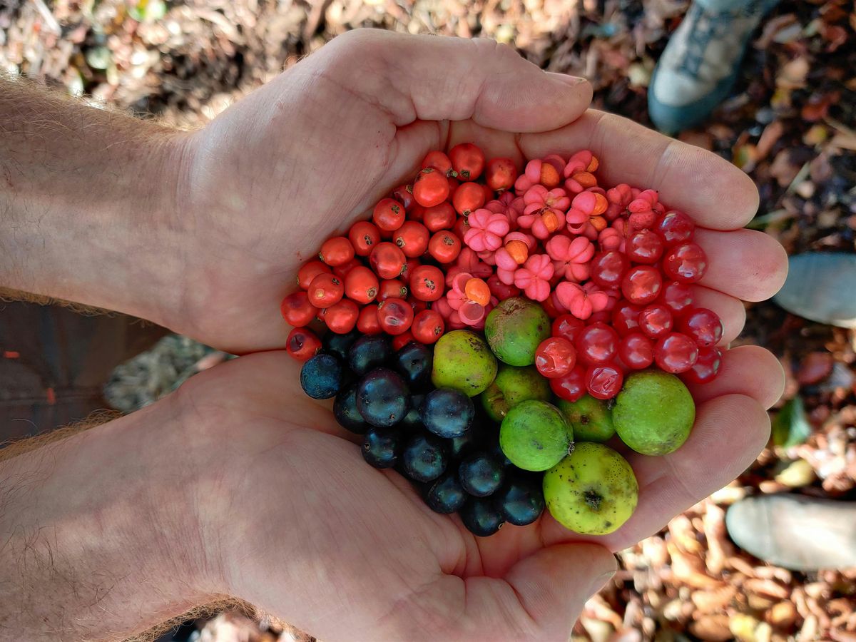 Seed Collecting with Moor Trees