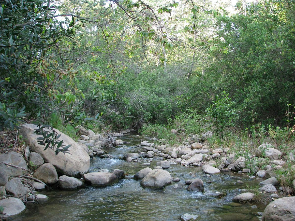 Urban Creeks Stroll: San Antonio Creek Trail!