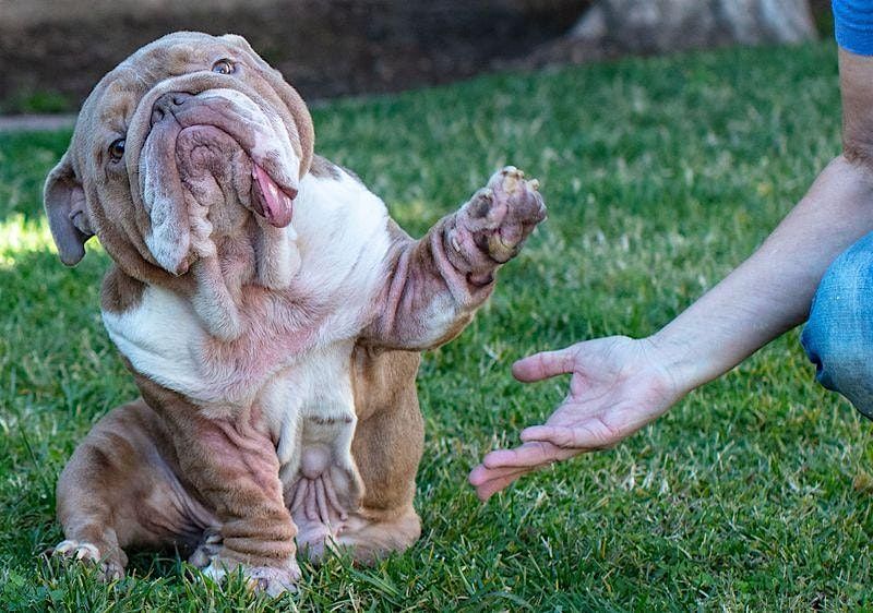 Puppy Yoga with Rescue Bulldogs! - July 13th at 9:30am