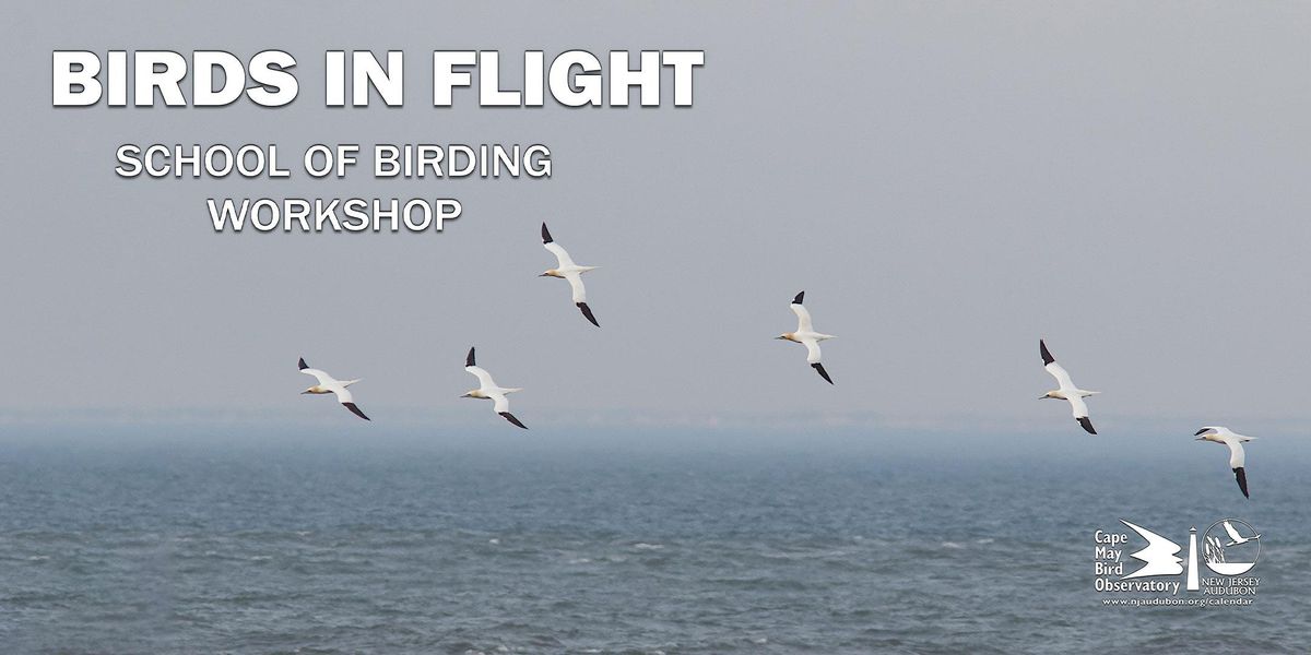 Birds in Flight - Spring Edition