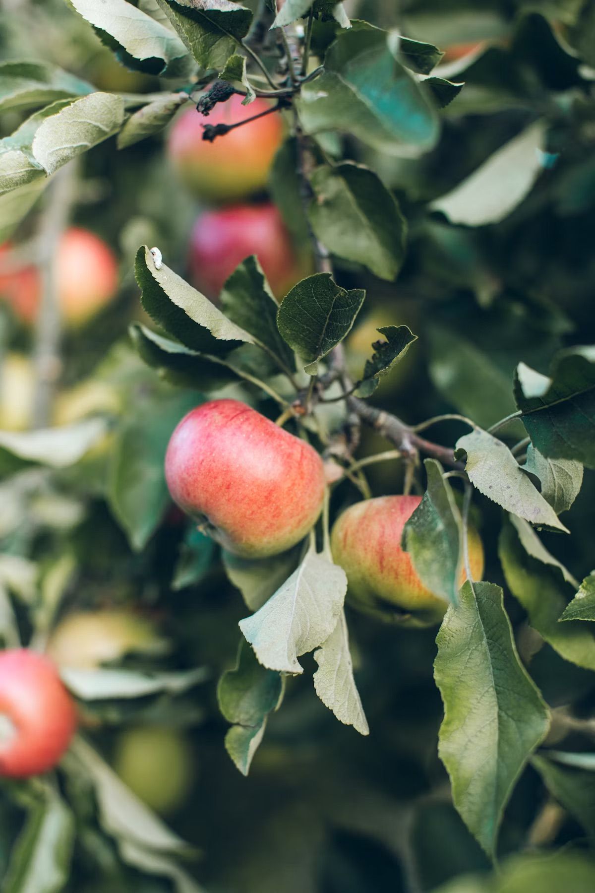 Backyard Orchard Management - Sunnyvale