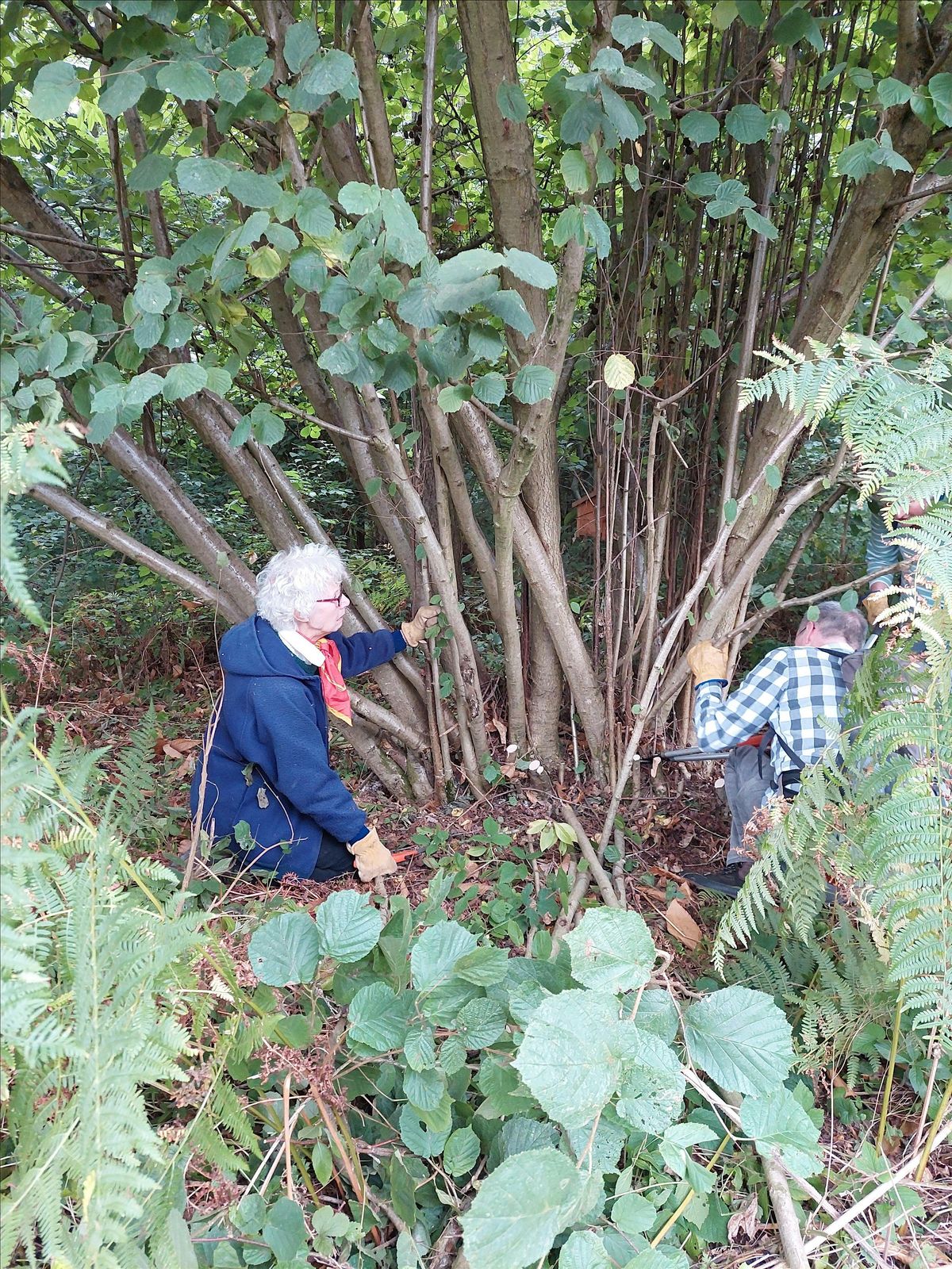 Volunteering @ Sutton Wood