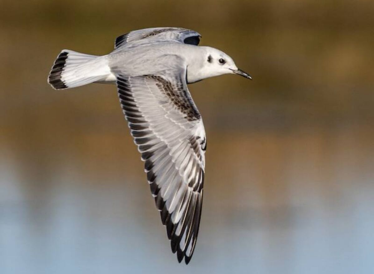 Gull Study Talk by Dr. Gordon Atkins