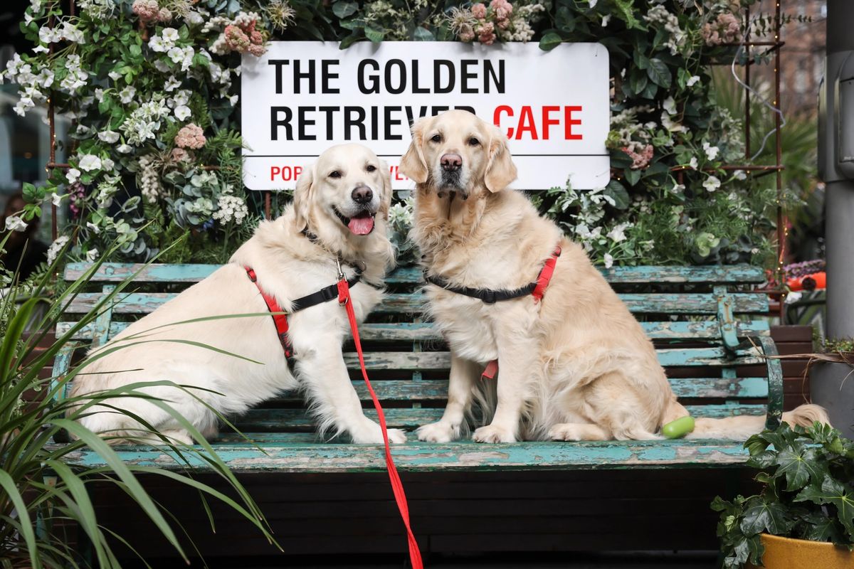 GOLDEN RETRIEVER CAFE\u2122 GLASGOW