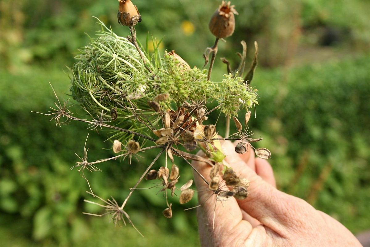 Introduction to Urban Seed Saving