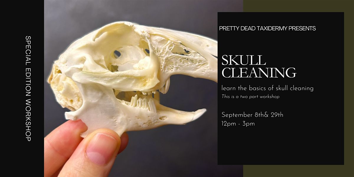 Pretty Dead Taxidermy Presents: Rabbit Skull Cleaning Workshop