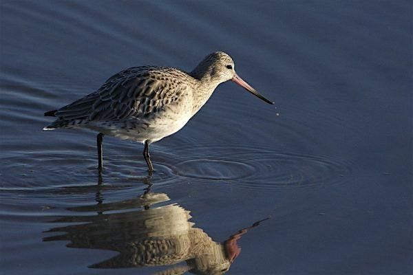 Birds of Dublin Bay with Niall Hatch