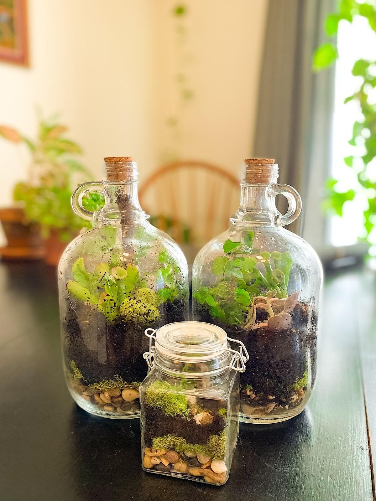 TERRARIUM - Create a Sustainable Ecosystem in a Bottle!