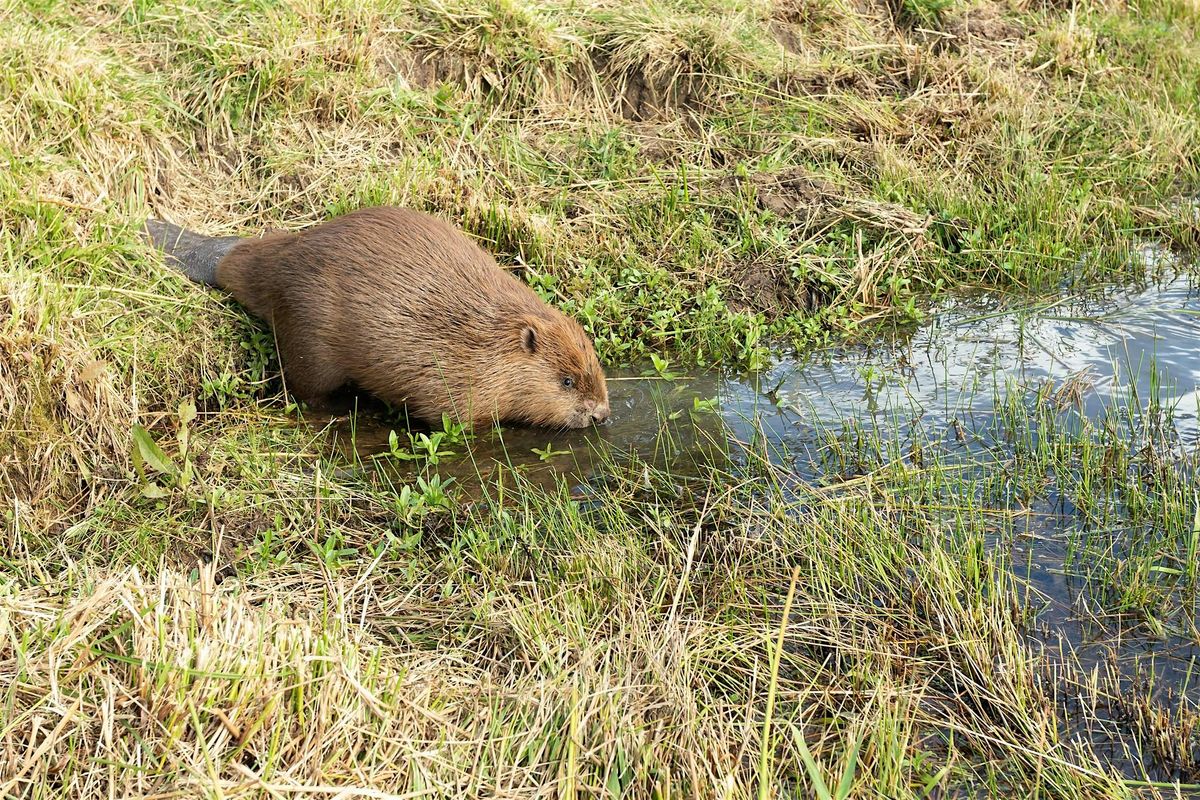 Beaver Conservation, Ecology and Management