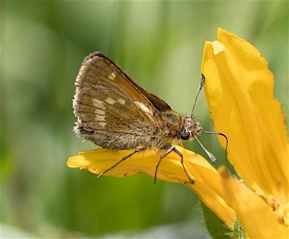 Mardon Meadows Stewardship Days