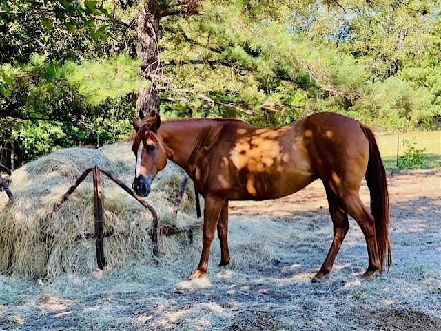 Aiken Equine Pasture Management