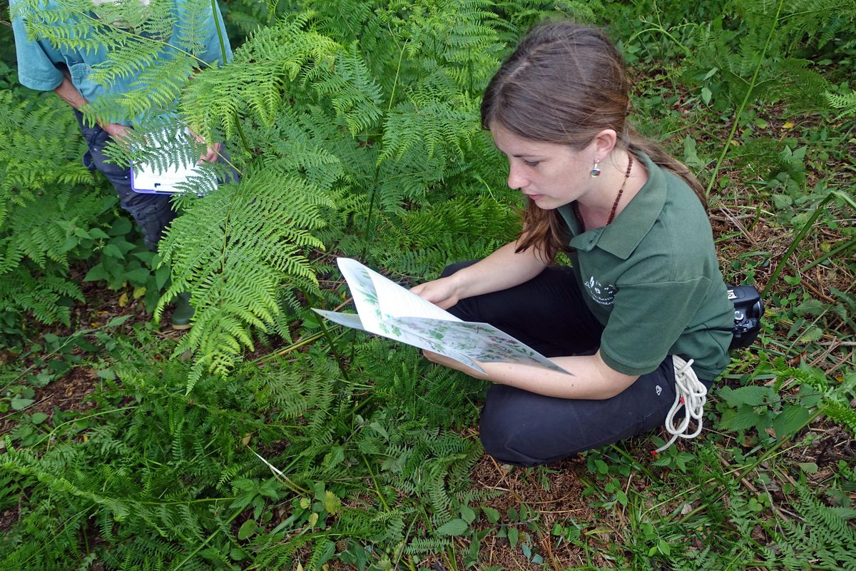 Woodland Surveying with Moor Trees