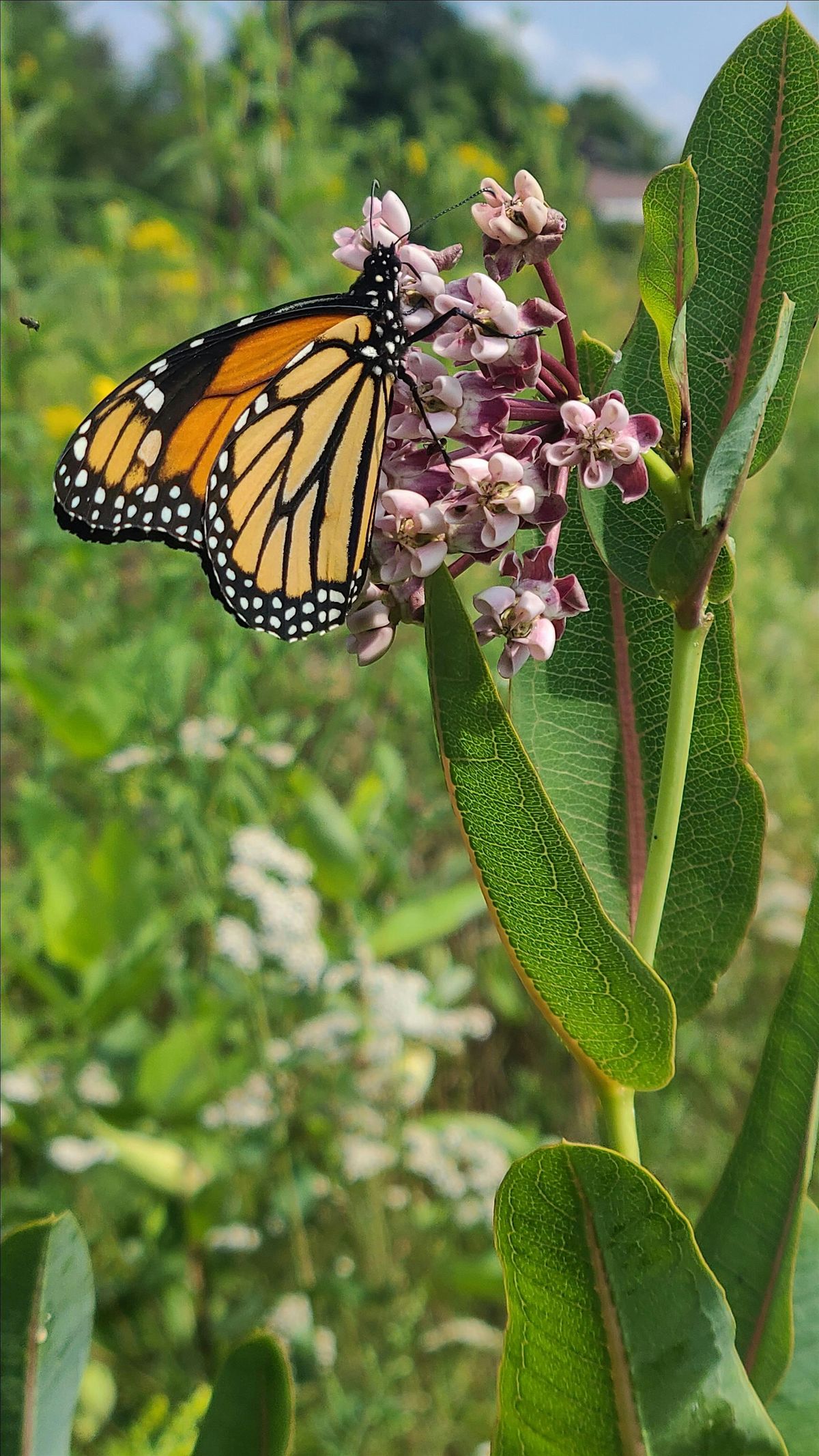 From Milkweed to Monarchs Learning Program