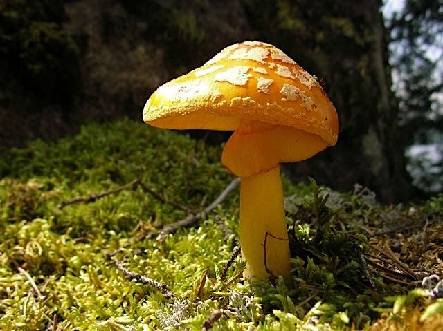 Mushrooms and Paddling Workshop