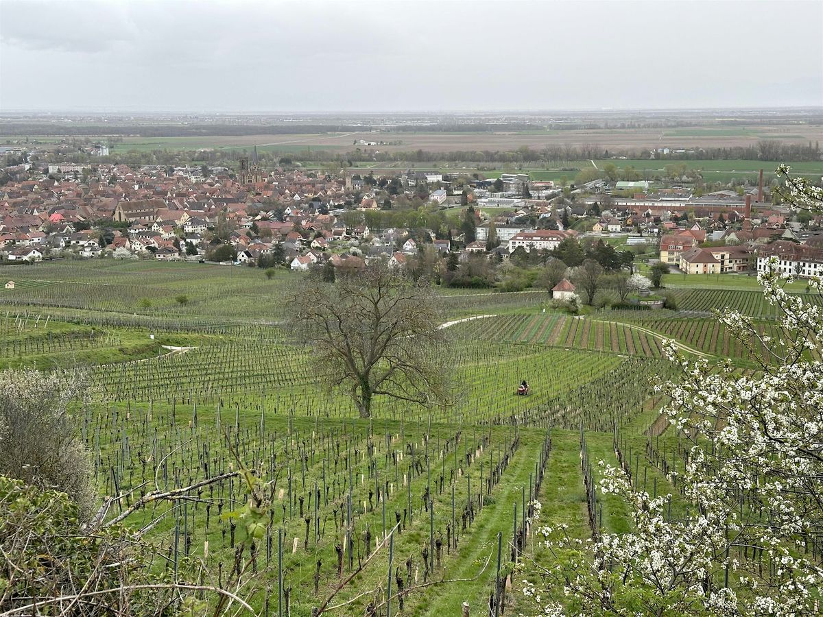 Discovery tour: the wines of Alsace