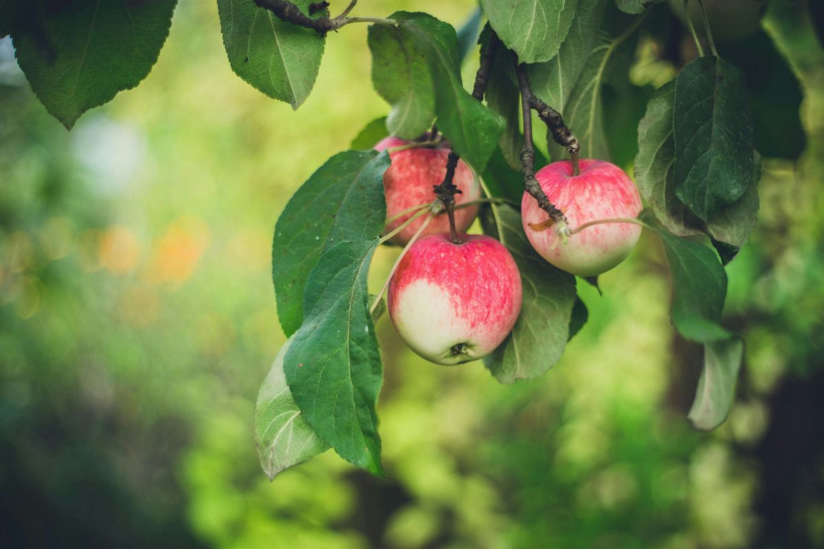 Apple Harvest History