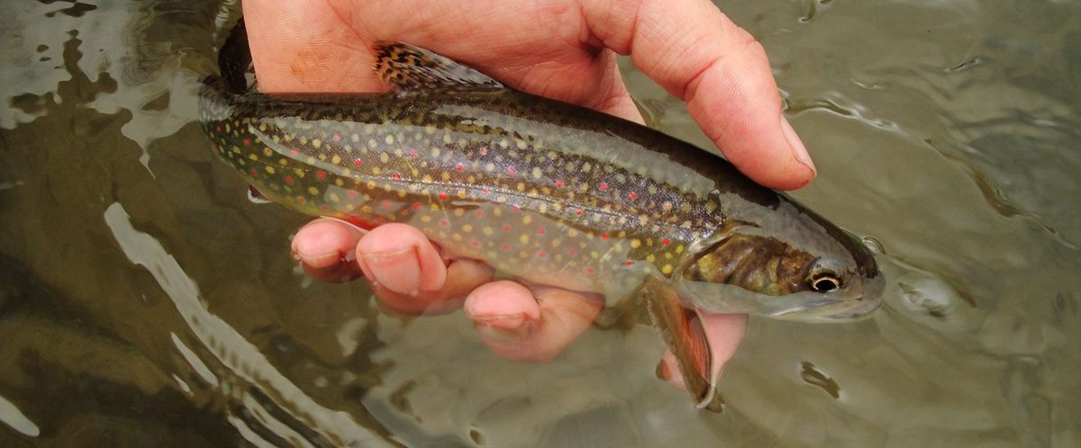 Cabin Fever Day - A Fundraiser to support Stream Conservation in the Central Sands of Wisconsin