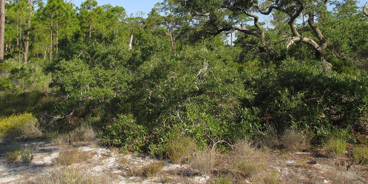 EcoWalk Scrub Stroll and Eagle Watch South Venice Lemon Bay Preserve