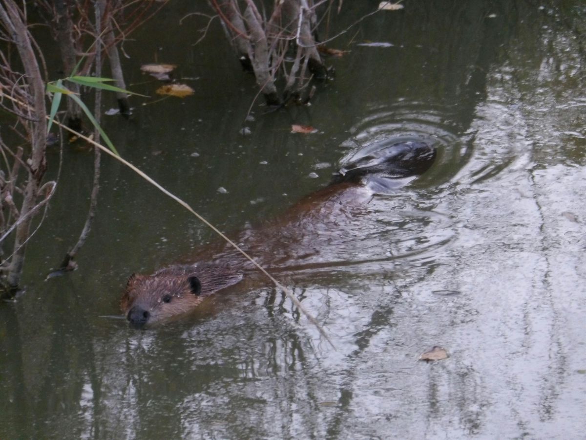 The Beavers of Coal Creek