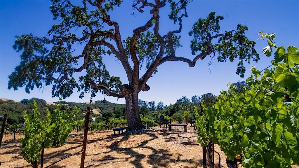 Outdoor Yoga at Parum Leo Winery