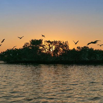 Friends of Rookery Bay