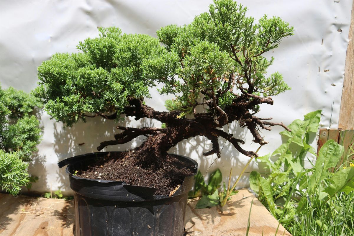 Juniper Intermediate Bonsai Styling Workshop