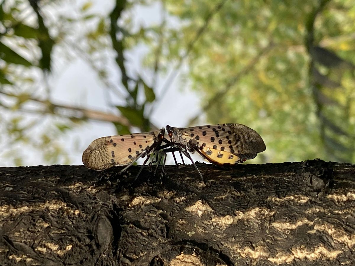 Spotted Lanternfly Information Session