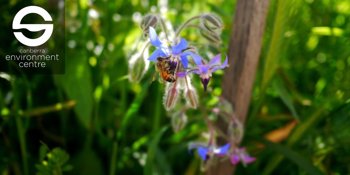 Create A Pollinator Friendly Garden