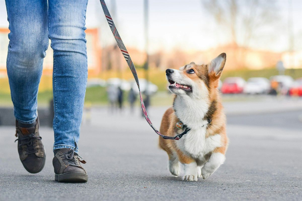 Individuele wandelconsultatie: Rustig op stap met je hond