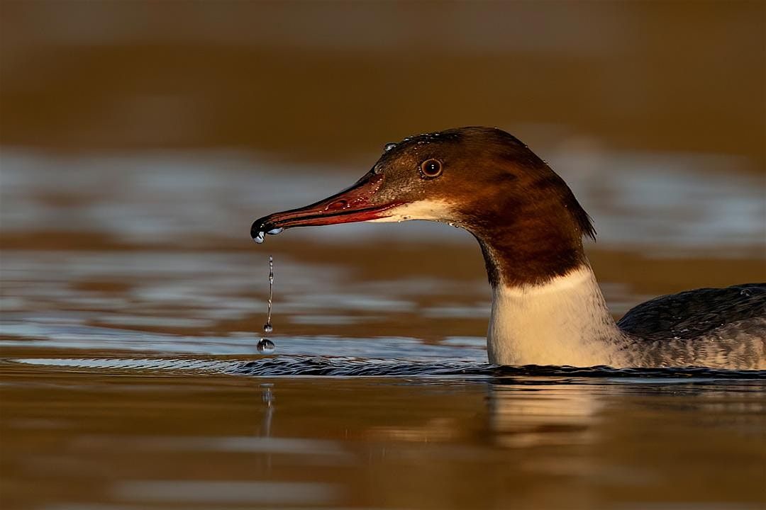 Beginners Wildlife Photography Workshop