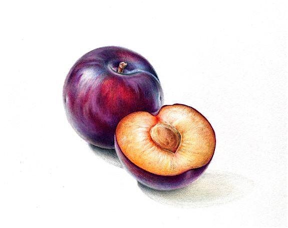 Coloured Pencil Drawing with Fay Plamka