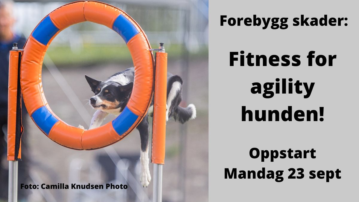 Fitness for agility hunden