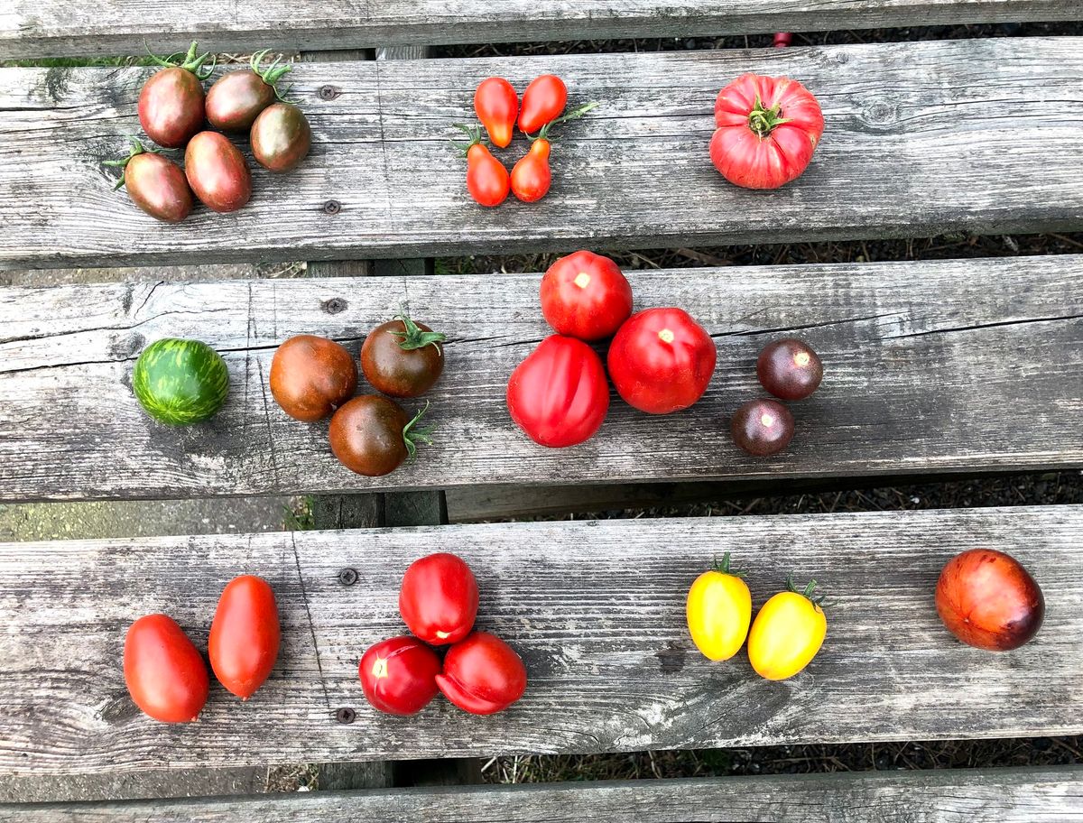 Selbstversorgung - Tomatenaussaat & Anbau