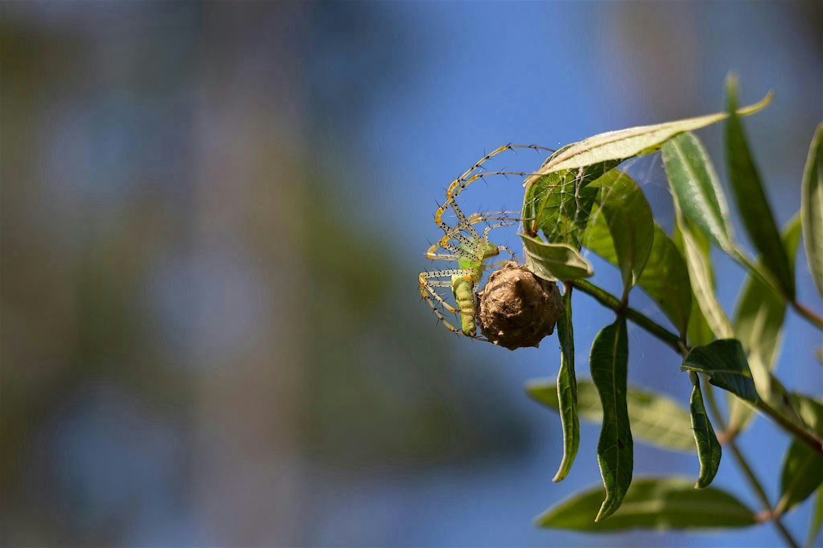 Spiders and Scorpions and Ticks, Oh My!: Specialty Trek