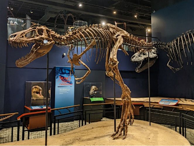Burpee Museum's 2024  Dino Day Camp: Friday, July 12th, 10am - 2pm