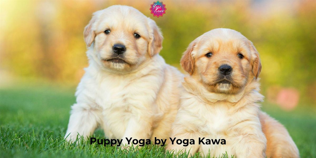 Puppy Yoga (Kids-Friendly) by Yoga Kawa Toronto Golden Retrievers