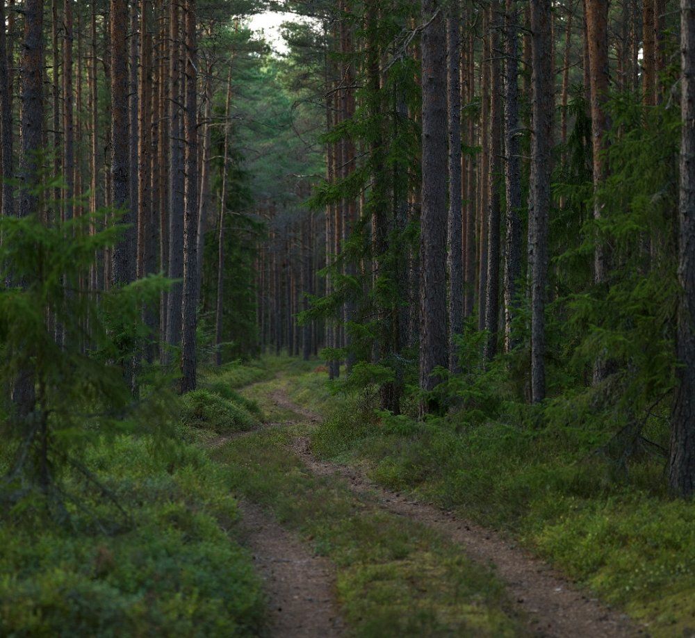 Wald erleben im Irrhain: Exkursion mit dem F\u00f6rster Fabian Kowollik