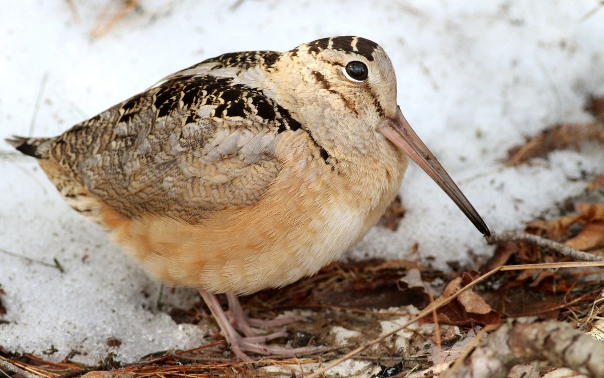 Woodcock Watch!