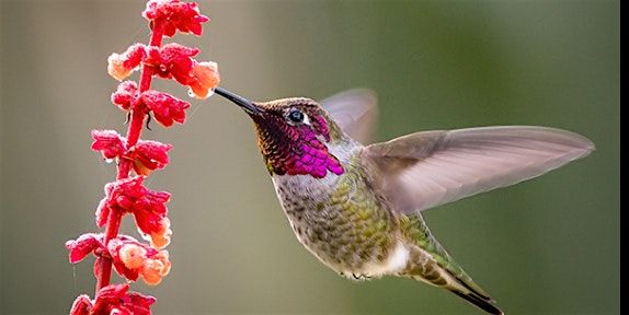 Birds of Alemany Farm: Bird Walk