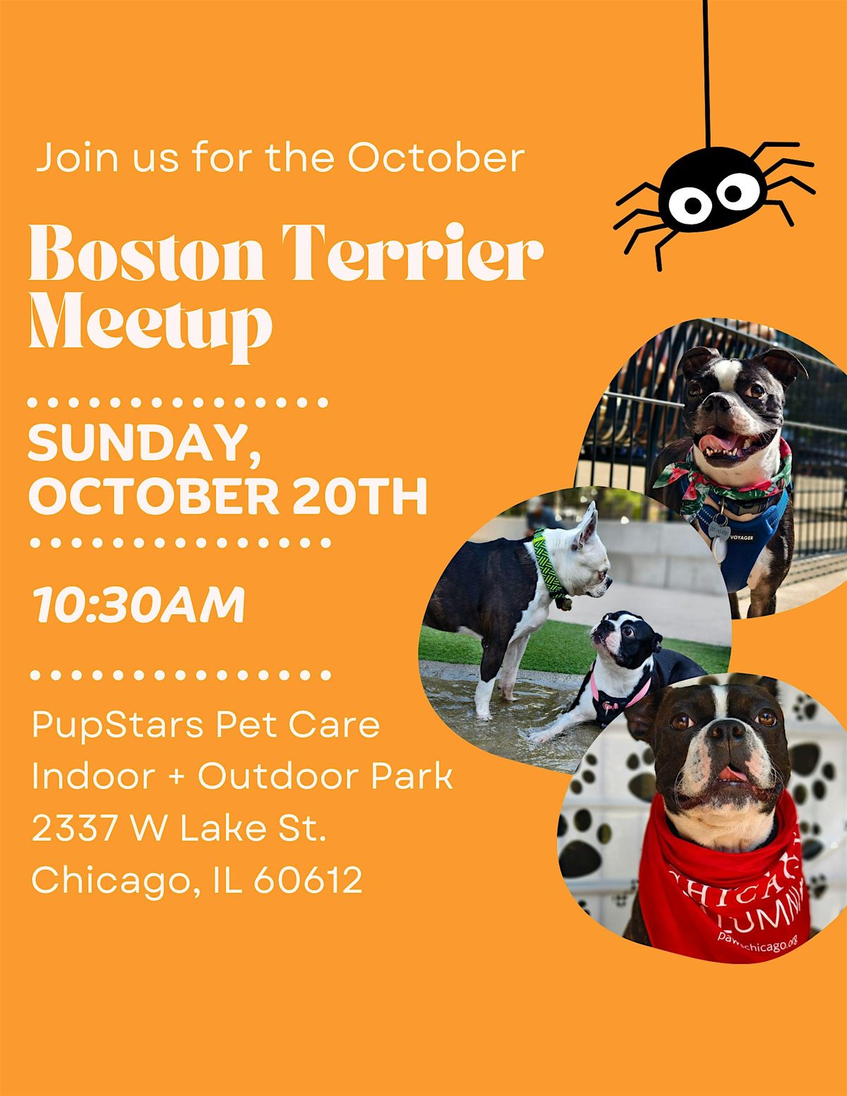 October 2024 Boston Terrier Meetup