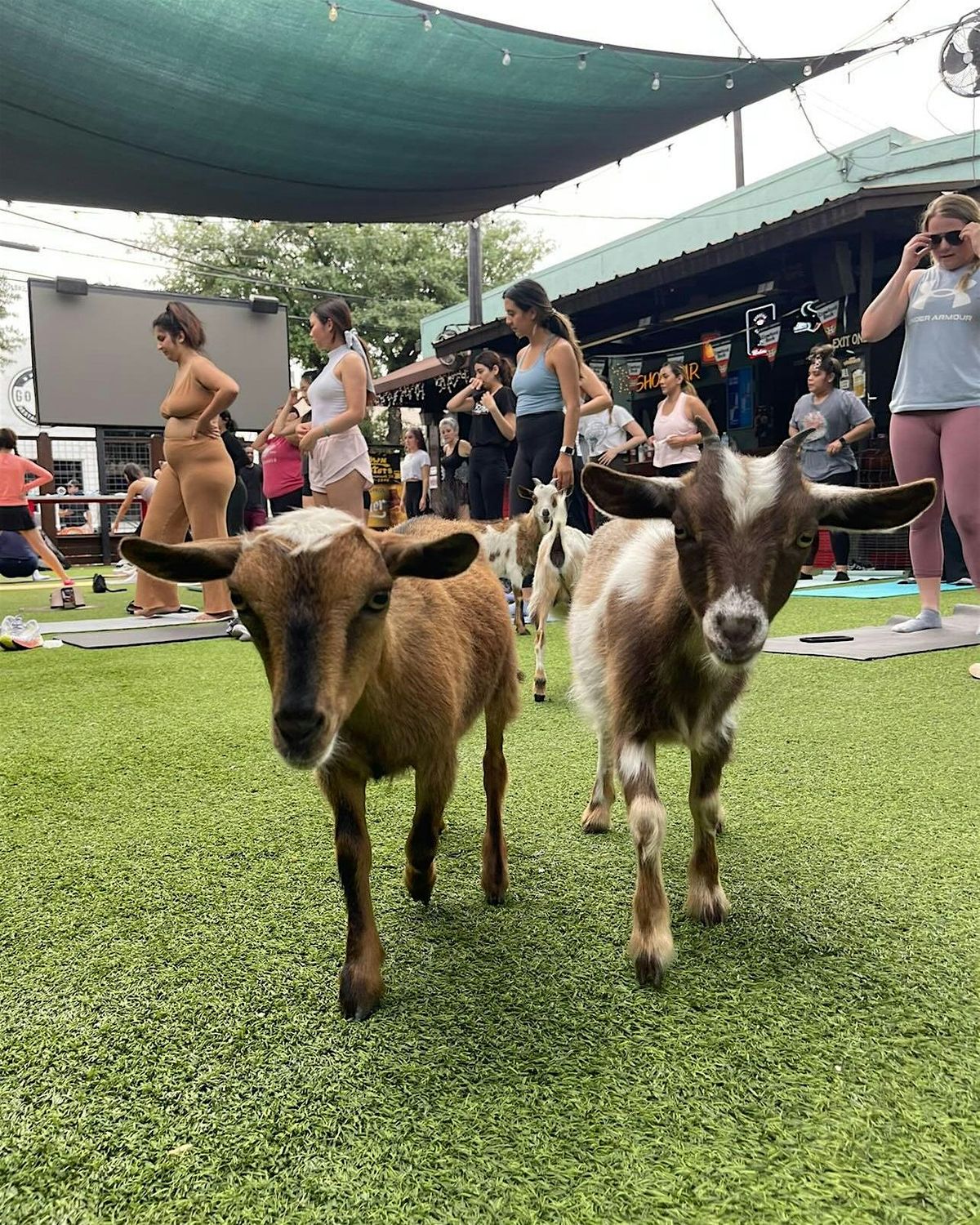 Goat Yoga Houston At Little Woodrows EADO Saturday May 4th 10AM