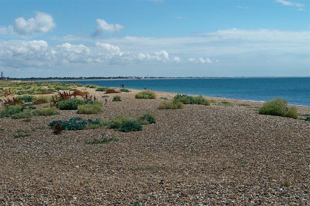 Portsmouth and Southsea Wildlife Watch- Shoreline fun at Eastney Beach