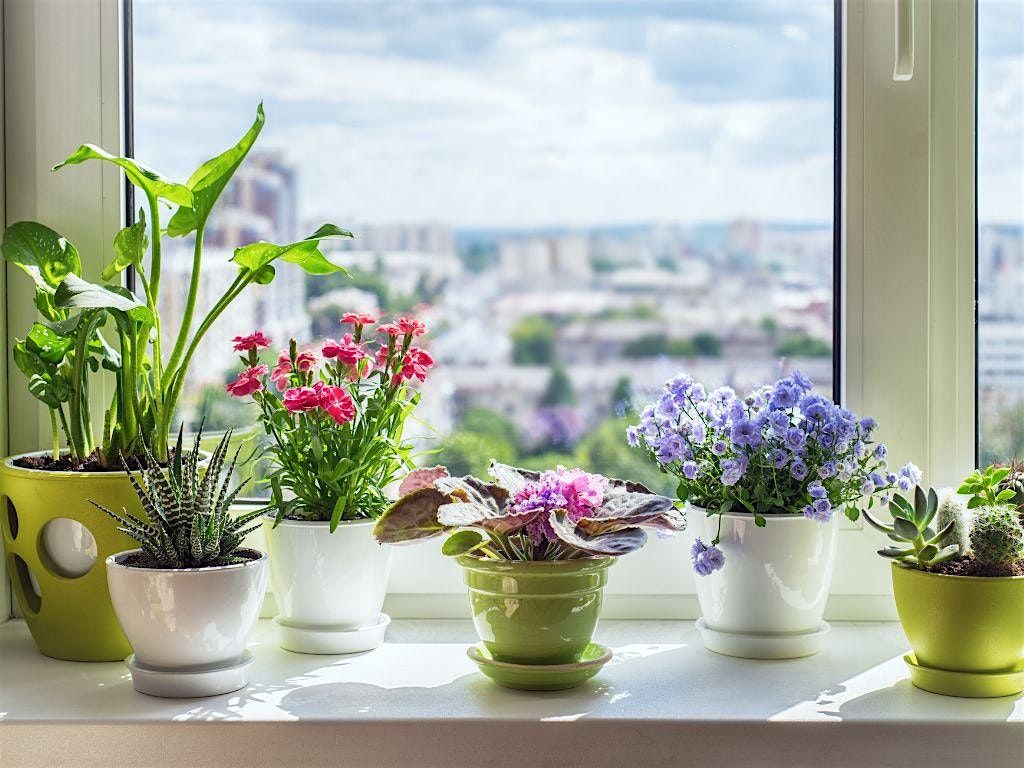 Incredible Indoor Plants with Growing Spaces